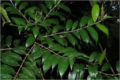 Lasianthus capitulatus